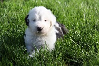 CHIOT