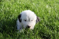 CHIOT