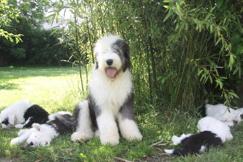 Chiot Bobtail Rock'n Bob
